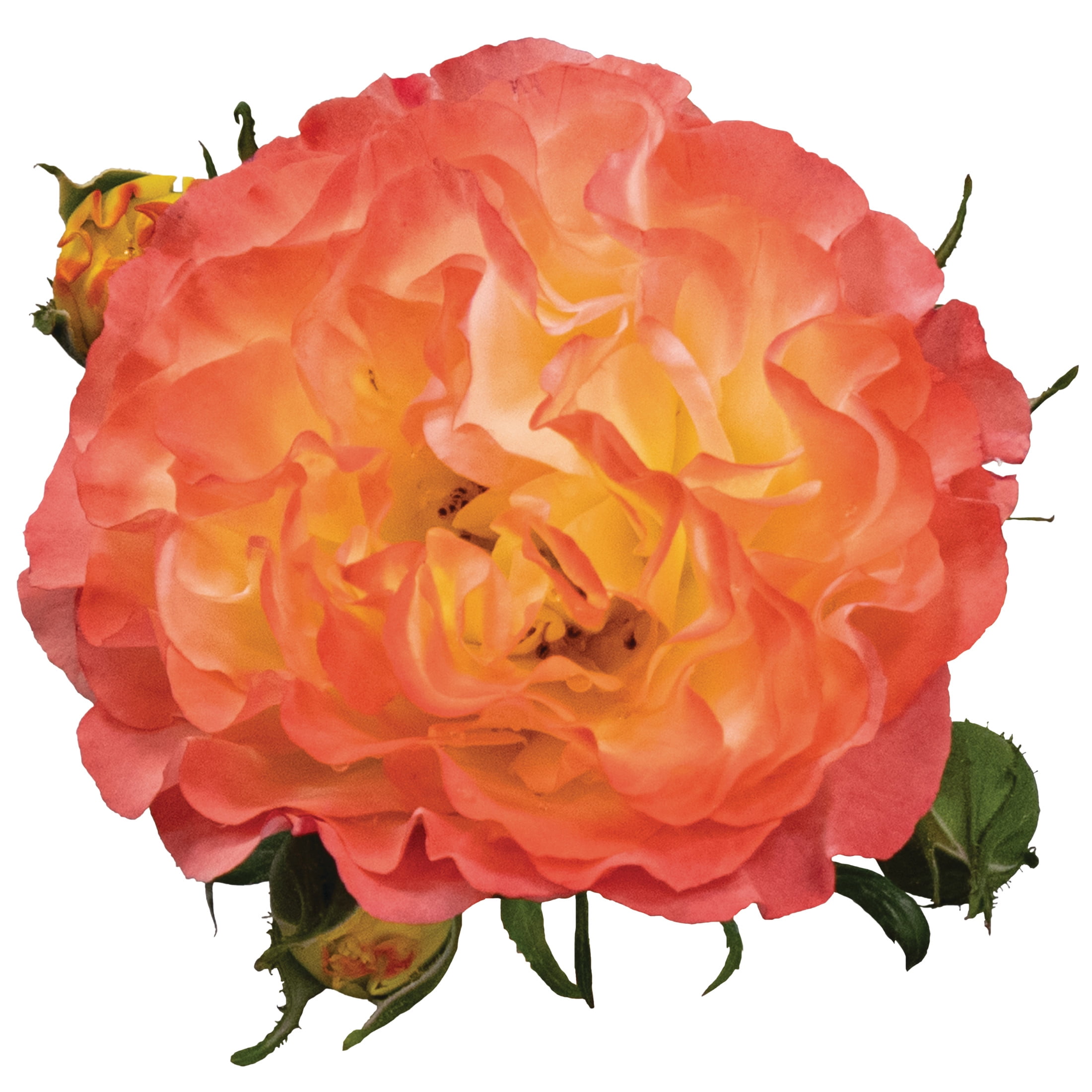 Proven Winners ColorChoice 6" Multicolor Oso Easy En Fuego Rose Live Plant in 7.5" Pot