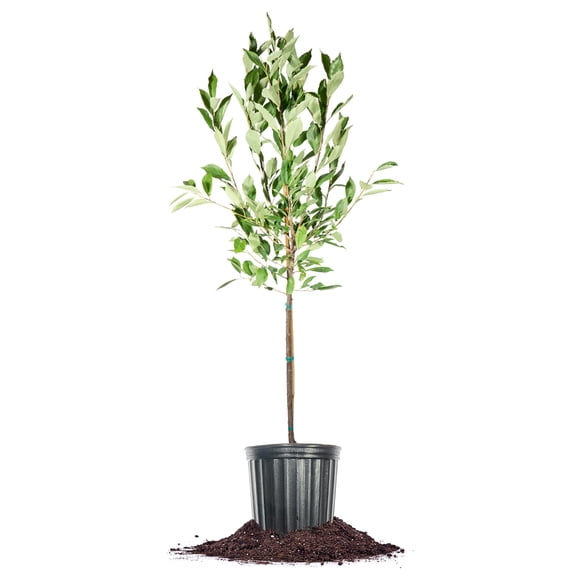 Perfect Plants Gold Plum Tree 5 Gallon