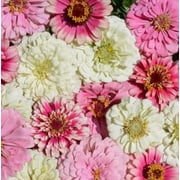 Strawberry Parfait Zinnia Flower Seeds for Planting (100 Seeds)