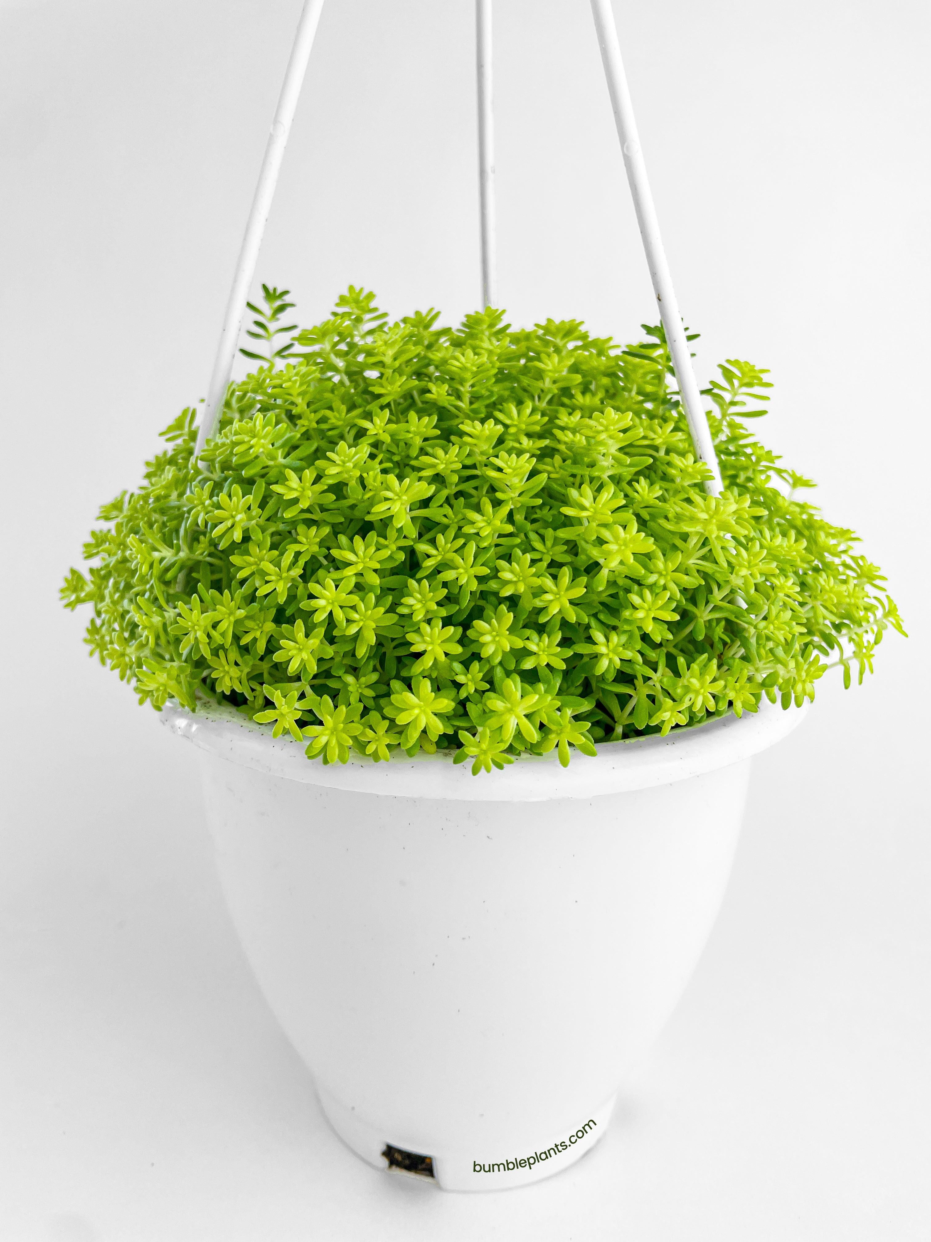 Bumble Plants Sedum Japonicum 'Tokyo Sun' (Tokyo Sun Stonecrop) - Full Live Colorful Houseplant in Nursery Pot, Easy Care, Indoor Plant for Beginners