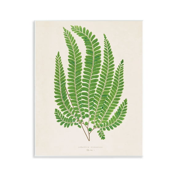 Stupell Industries Cottage Ferns Study Floral Painting Unframed Art Print Wall Art, 11 x 14