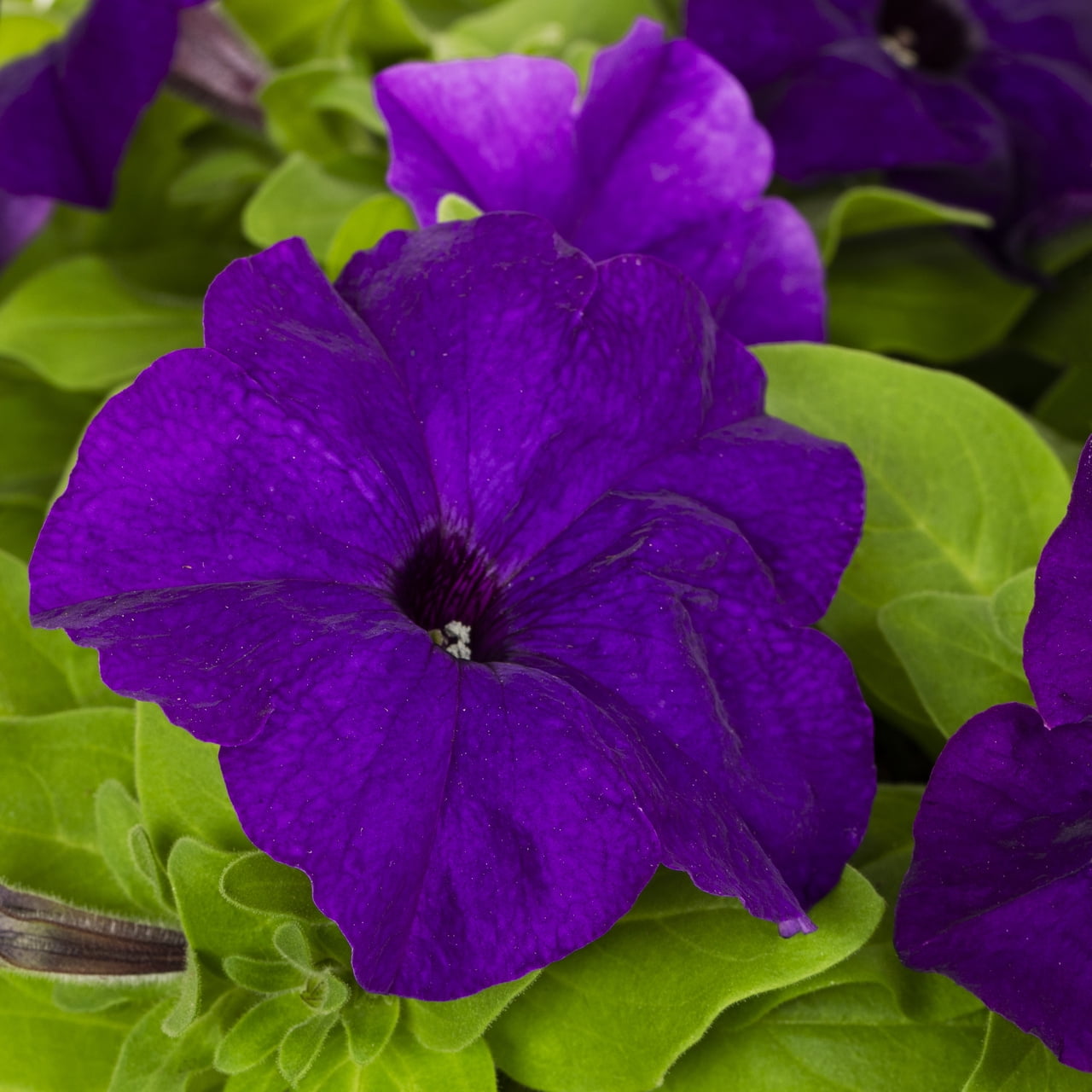 Expert Gardener 1QT Blue Petunia Live Annual Plant Sun 5-Pack