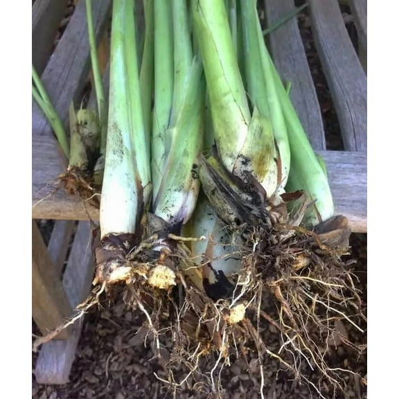 5 Live Lemongrass Stalks Plugs Cymbopogon Plant Herb Lemon Grass Ready To Grow