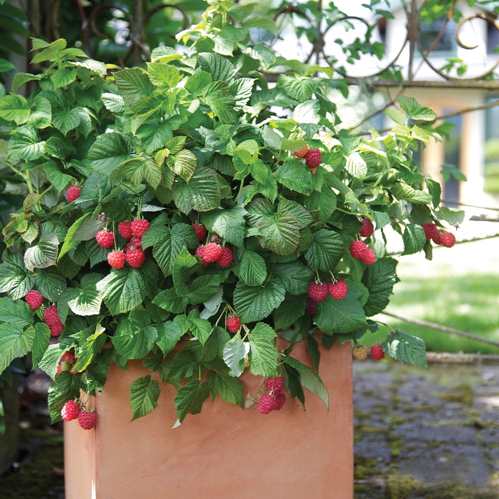Bushel & Berry Raspberry Shortcake Live Shrub in 2-Gallon Grower Pot