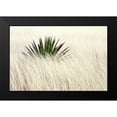 thumbnail image 2 of Taylor, Douglas 24x17 Black Modern Framed Museum Art Print Titled - Agave II, 2 of 5