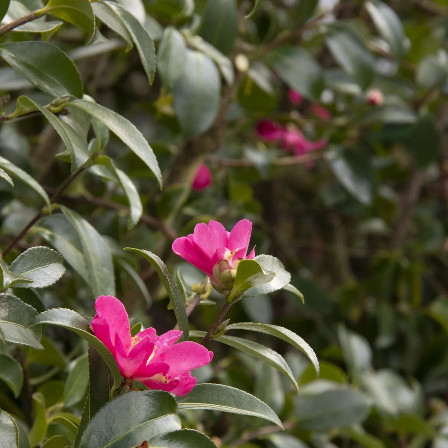 Expert Gardener 1-2 ft. tall Sasanqua'Kanjiro' Camellia Tree in 3- Gallon Grower Pot