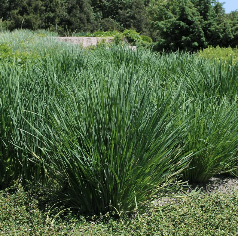 2 Citronella Grass Live Plants, Fragrant Lemon Grass Variety for Indoor & Outdoor Growing, Hardy Potted Herb Plants, 4-6 Inch Tall