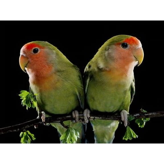 Peach-Faced Lovebirds Two, Animals Figurative Unframed Photographic Print Wall Art Sold by Art.Com