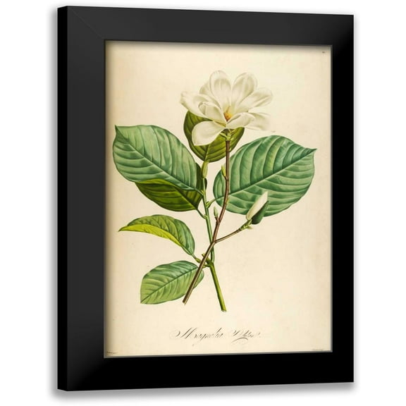 Carlson, Tina 11x14 Black Modern Framed Museum Art Print Titled - Vintage Botanical