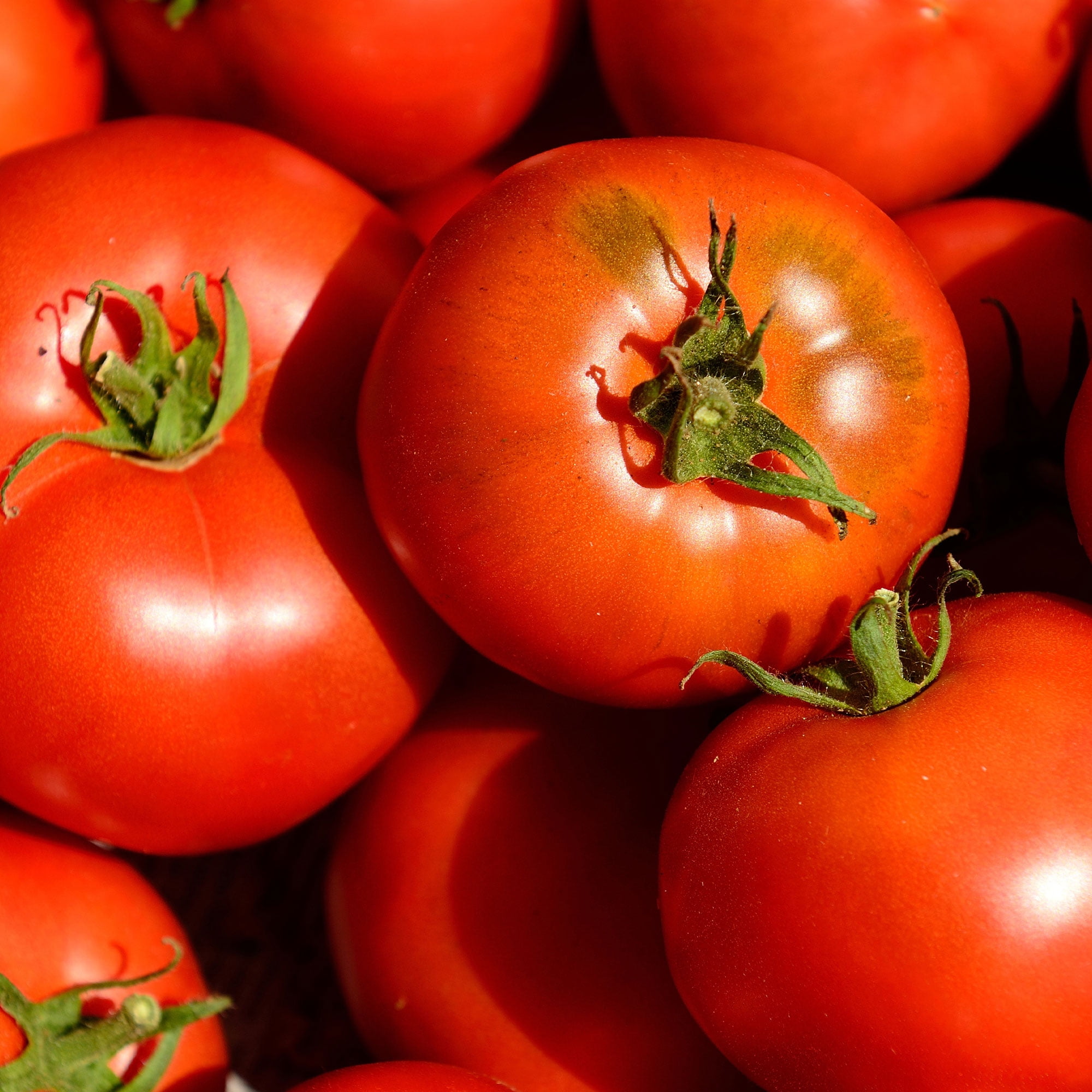 Tomato Seeds Cal Ace VF 1 g Packet 275 Seeds Solanum