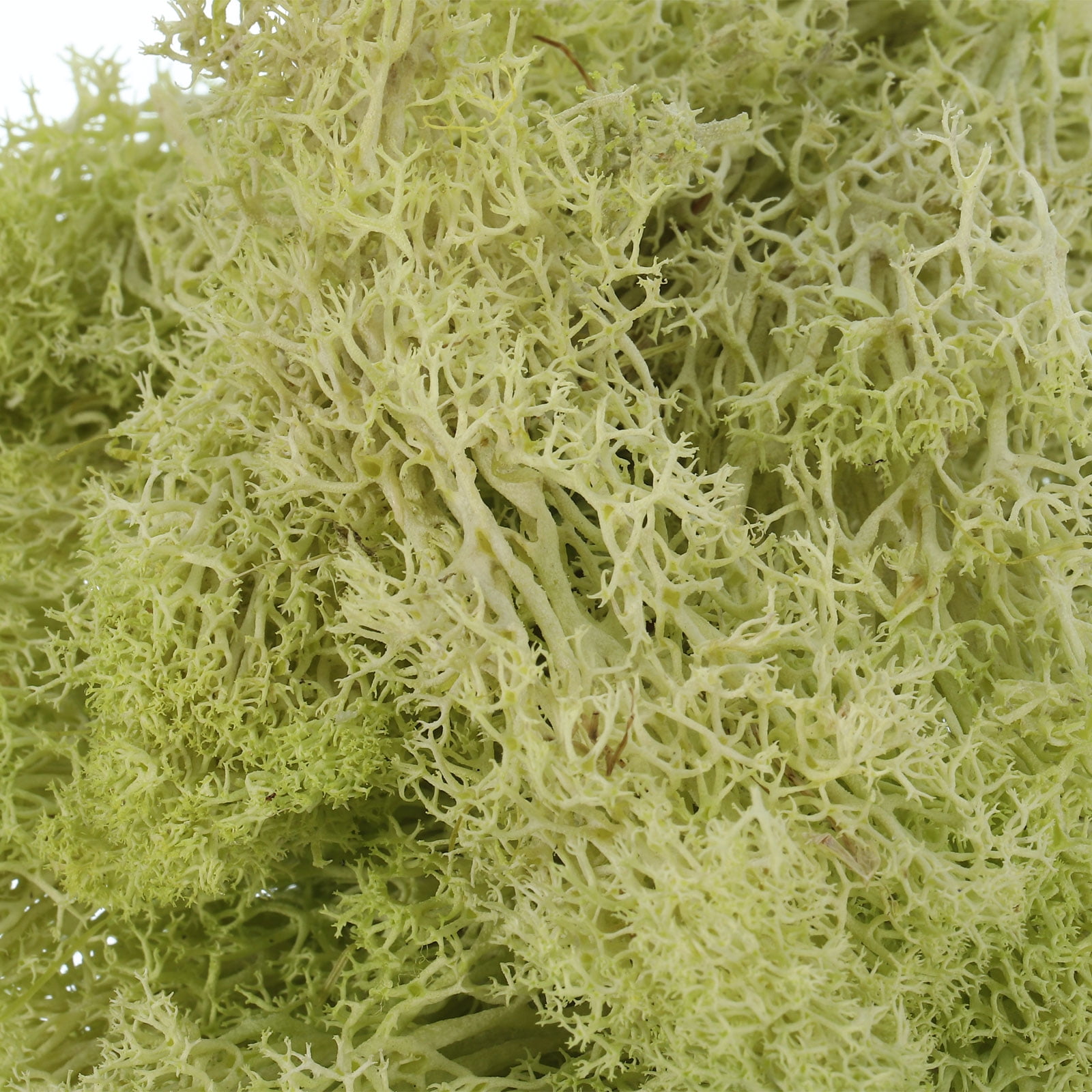Uxcell Fake Moss, Preserved Reindeer Moss Artificial Lichen Centerpieces Decor Faux Moss Yellow/Orange/Yellow Green/Coffee