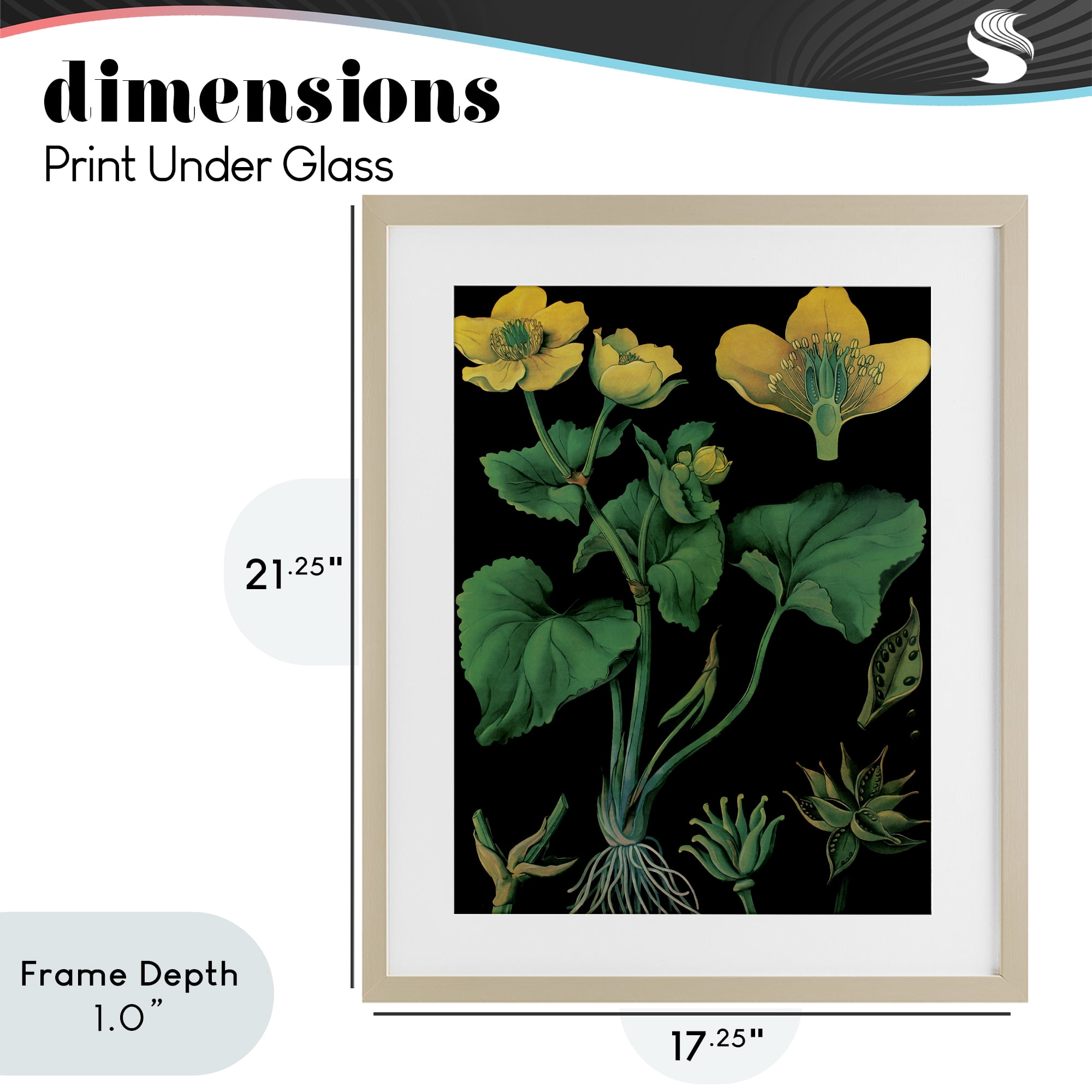 Stupell Industries Marsh Marigold Illustration Study Birch Framed Print Under Glass, design by Vintage Hustle