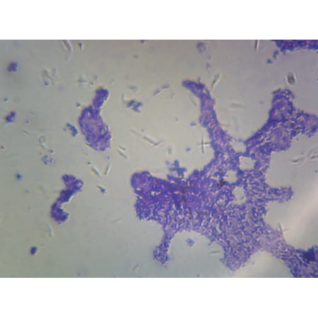 Bacillus; Smear; Gram-Positive by Go Science Crazy