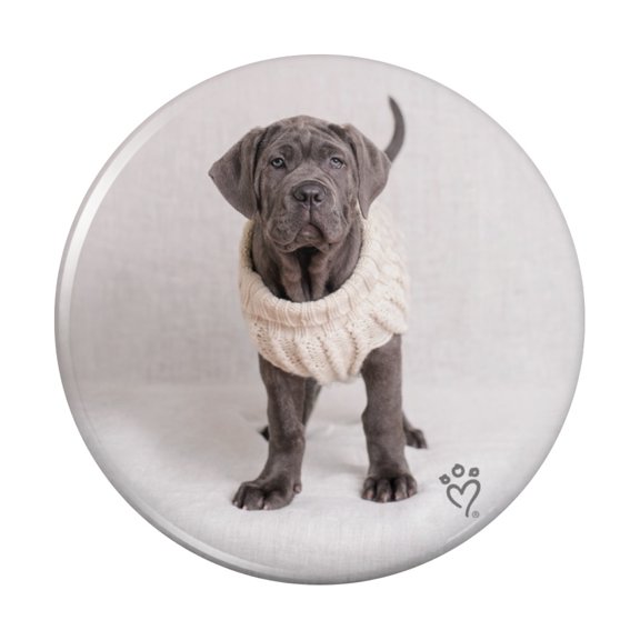 Neapolitan Mastiff Dog Nifty Sweater Pinback Button Pin