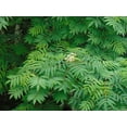 thumbnail image 5 of American Mountain Ash Sorbus Americana 10 Seeds, 5 of 5