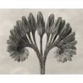 thumbnail image 2 of Blossfeldt, Karl 18x15 White Modern Wood Framed Museum Art Print Titled - Blossfeldt Botanical VII, 2 of 4
