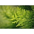 thumbnail image 5 of 2-3ft Thuja Green Giant, 5 of 5