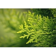 1-2ft Thuja Green Giant, Natural Privacy Fence