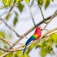 thumbnail image 6 of Yvsxxv 1 Colorful Realistic Parrot Figurines & Knick-Knacks Artificial Bird Sculpture for Outdoor Garden Decor, 6 of 7
