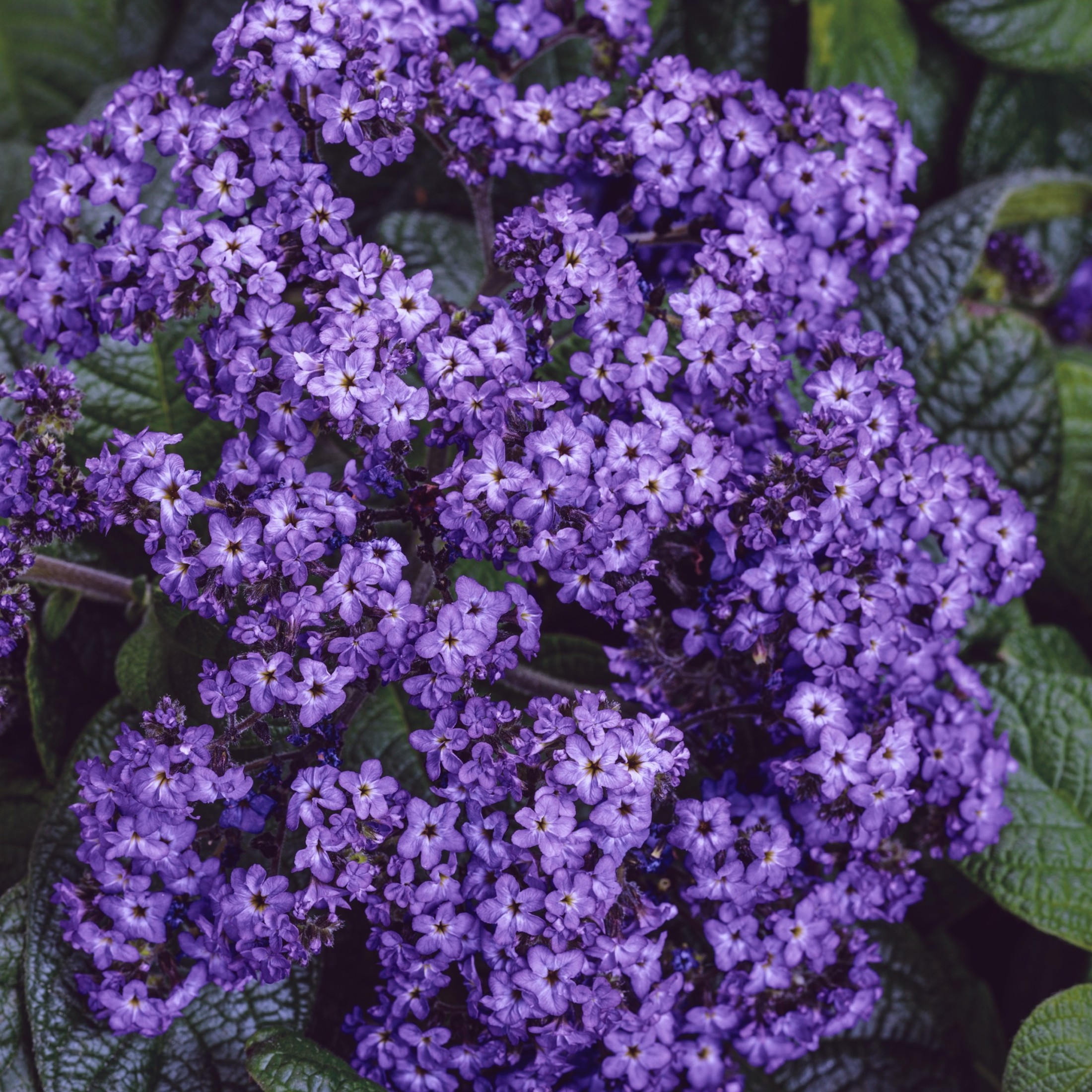 Proven Winners 4" Aromagica Purple Heliotrope Live Plant in 4.25" Pot (4 Count)