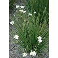 thumbnail image 5 of American Plant Exchange Yellow African Iris, Flowering Plant, 6-Inch Pot, Drought Tolerant, Deer Resistant Landscape Plant, Zones 8-11, Annual Below Zone 8, 5 of 6