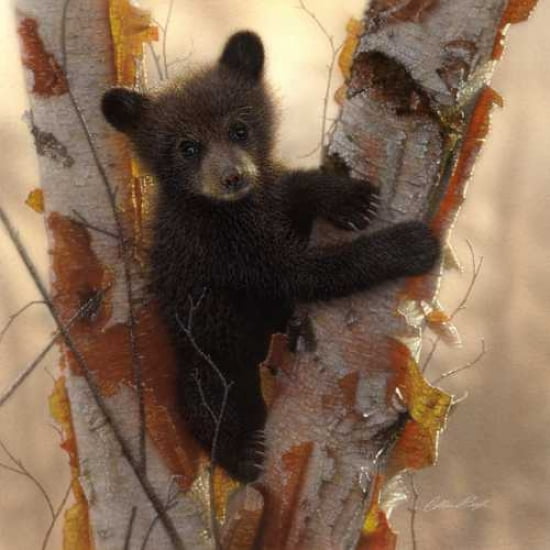 Curious Cub I Canva