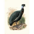 thumbnail image 3 of Joseph Smit 14x18 Black Modern Framed Museum Art Print Titled - Numida Verreauxii. (1872), 3 of 5