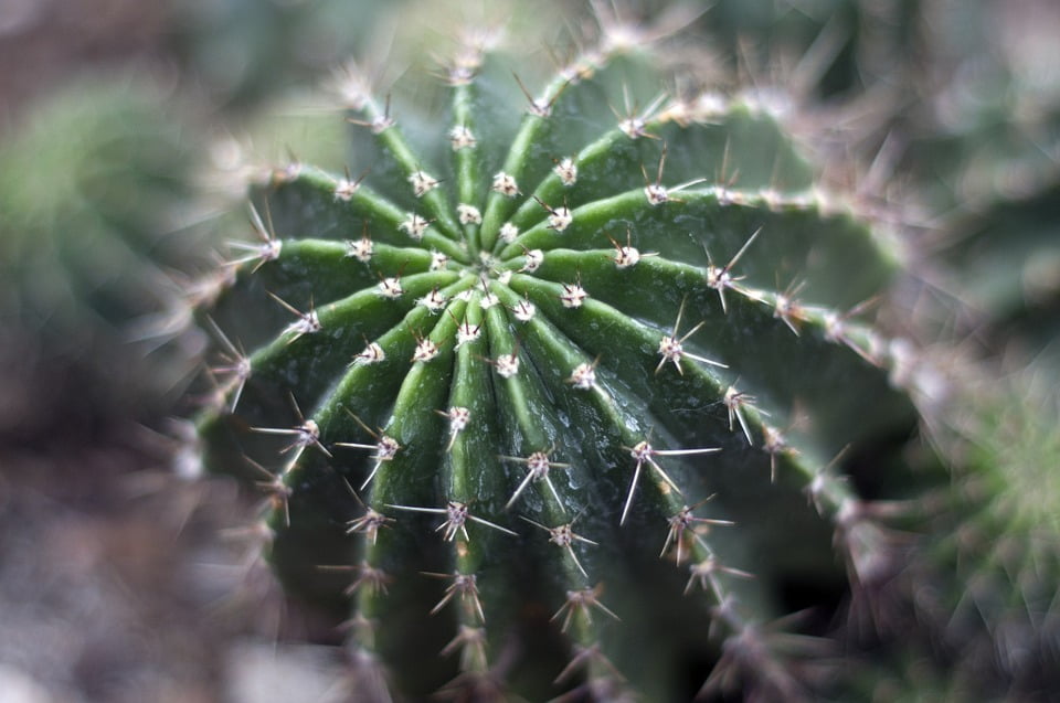 Nature Cactus Plant Cacti Succulent Desert-20 Inch By 30 ...