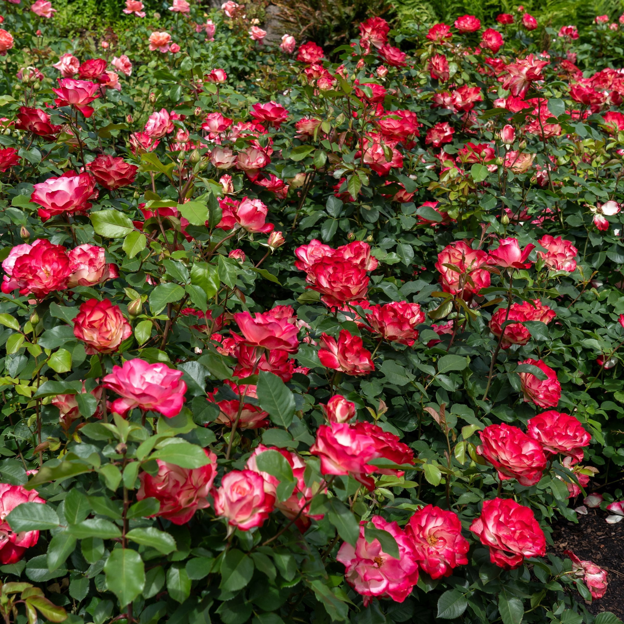 National Plant Network Bare Root Rose Cherry Parfait with Multicolor Flowers