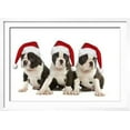 thumbnail image 2 of Three Boston Terrier Puppies in Studio Wearing, Framed Art Print Wall Art Sold by Art.Com, 2 of 6