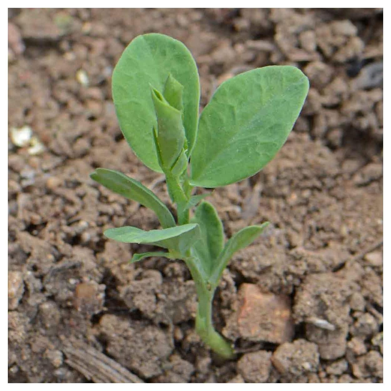Everwilde Farms - 1/4 lb Bijou Mixed Sweet Pea Garden Flower Seeds - Gold Vault Bulk Seed Packet