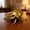 Gold, variant on TOUMENY Realistic Interactive Insect Collection, Shaking Head Tail Movements Educational Insect Figures for Biology Learning, Small Plastic Beetle Model for Indoor Outdoor Play Halloween Party, Gold