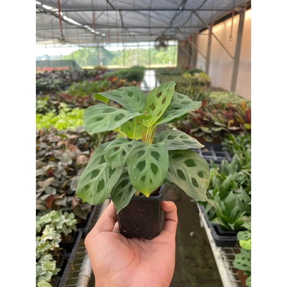 Maranta Leuconeura Kerchoveana - Live Air-Purifying Indoor Plant in Nursery Pot – Easy Care, Low Maintenance Houseplant for Home & Office Decor, Natural Air Cleaner, Best for Beginners (3"Pot)