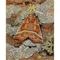 thumbnail image 2 of Paul-Andre Robert 12x14 Gold Ornate Wood Frame and Double Matted Museum Art Print Titled - La Telepure (1934), 2 of 4
