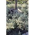 thumbnail image 2 of Westringia fruticosa 'Smokey' 5 gallon pot - Get similar, 2 of 2
