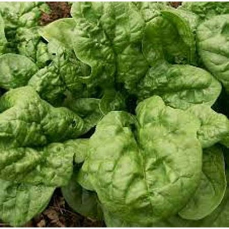 Spinach Bloomsdale Great Heirloom Vegetable 1,200 (Best Time To Plant Spinach Seeds)
