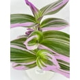 thumbnail image 4 of Bumble Plants 4 Inch Tradescantia Bubblegum Lilac Live Plant in Nursery Pot, 4 of 7