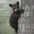 thumbnail image 3 of Bailey, Ann 12x12 Black Modern Framed Museum Art Print Titled - Bear Cub 2, 3 of 5