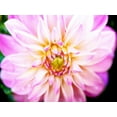 thumbnail image 2 of Bryant, Susan 32x25 Gold Ornate Wood Framed with Double Matting Museum Art Print Titled - Pink Explosion II, 2 of 4