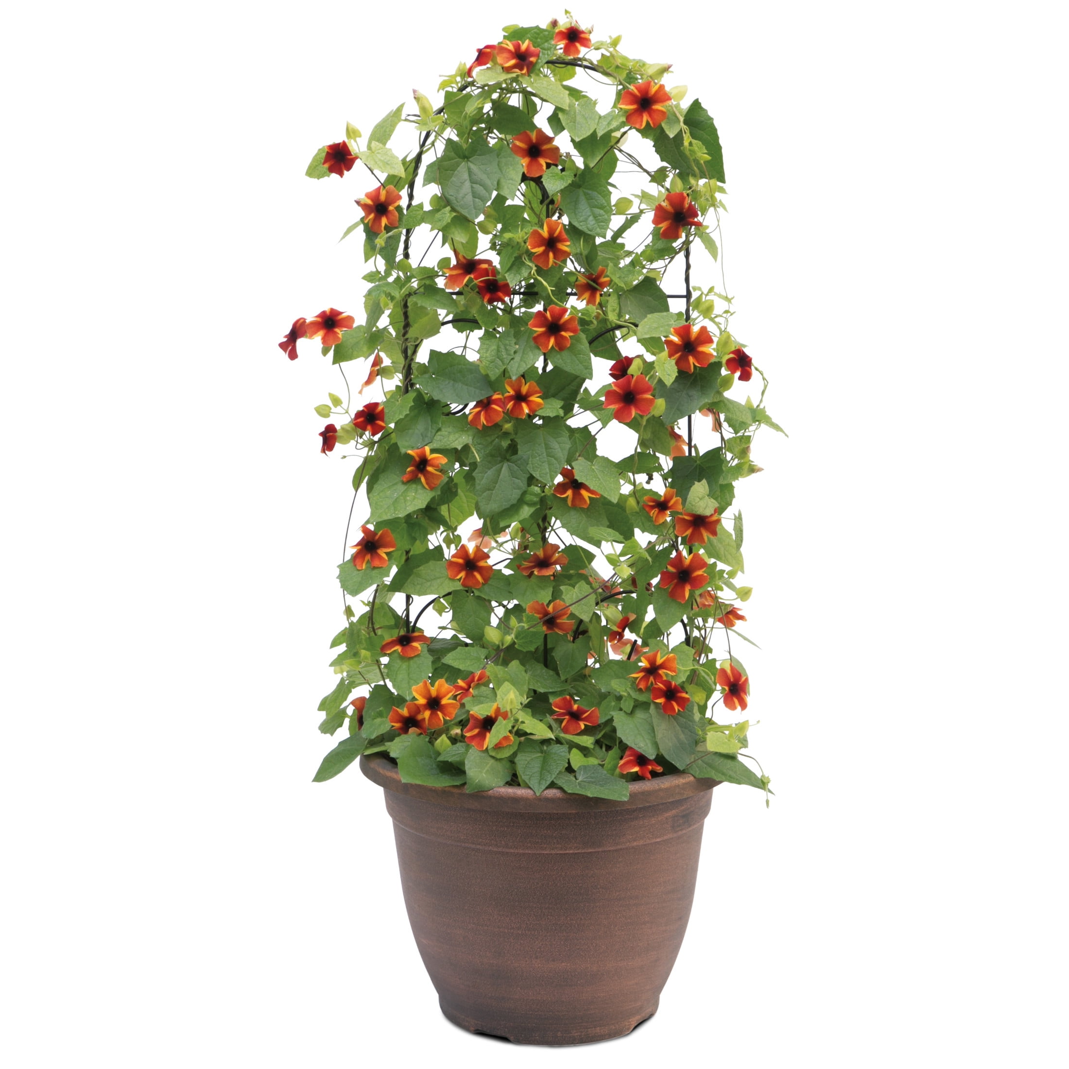 Proven Winners 8" Orange Tangerine Slice A-Peel Black-Eyed Susan Vine Live Plant in 6.5" Pot