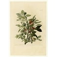 thumbnail image 2 of Audubon, John James 23x32 Gold Ornate Wood Framed with Double Matting Museum Art Print Titled - Ground Dove, 2 of 4