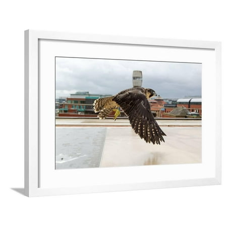Peregrine Falcon Falco Peregrinus In Flight Over Roof Top Bristol England Uk Framed Print Wall Art By Bertie Gregory