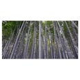 thumbnail image 2 of Thick Bamboo Trunks in Japan - Forest Canvas Wall Art Print, 2 of 3