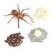 thumbnail image 1 of Vogacara Kit de simulación de insectos, crecimiento Animal, aprendizaje, escuela educativa, preescolar, jardín de infantes, juguetes de imaginación, Juguetes Educativos Vogacara FN010055-00, 1 of 6