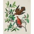 thumbnail image 2 of Audubon, John James 15x17 White Modern Wood Framed Museum Art Print Titled - Canada Dove, 2 of 4