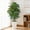 white, variant on Keeplush 5FT Artificial Dracaena Tree with White Tall Planter - High-Density Silk Faux Yucca Fake Tree for Indoor Home Office Decor, Large Tall Artificial Floor Plant (150cm/5ft)