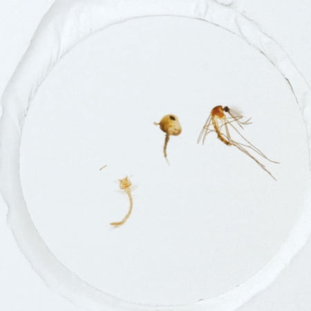 Mosquito Life Cycle  W.M. Microscope Slide price history on PriceWatchPro