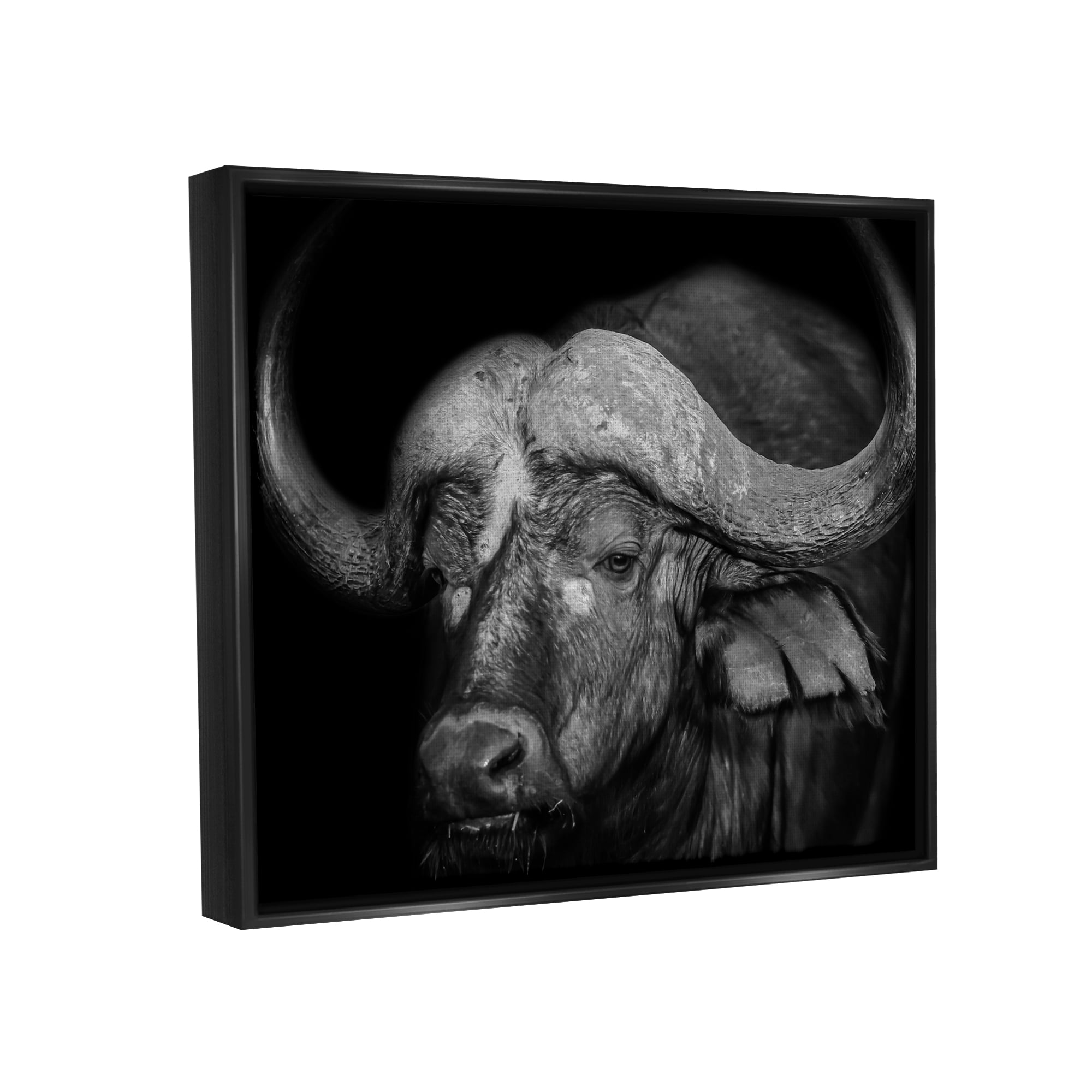 Stupell Industries Dark Buffalo Photography Animals & Insects Photography Black Floater Framed Canvas Art Print Wall Art, 31 x 25