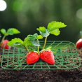 thumbnail image 4 of 5 Pack Strawberry Supports With 4 Sturdy Legs For Keeping Plant Clean And Not Rot In Rainy Days, 4 of 20