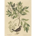 thumbnail image 2 of Mark Catesby 15x18 Gold Ornate Wood Frame and Double Matted Museum Art Print Titled - The Ground Where (Columba Passerina) (1731-1743), 2 of 4